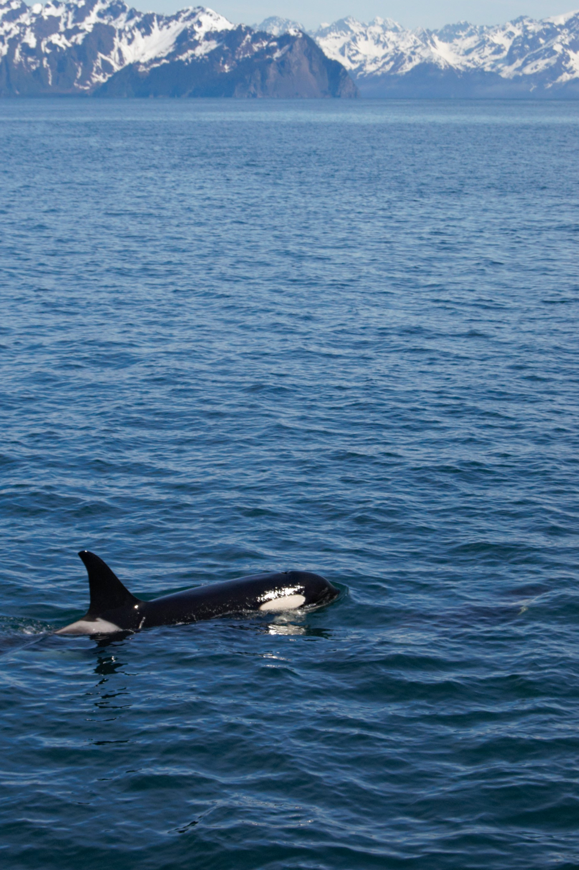 An Orca comes up for a breath in Resurrection Bay, Alaska